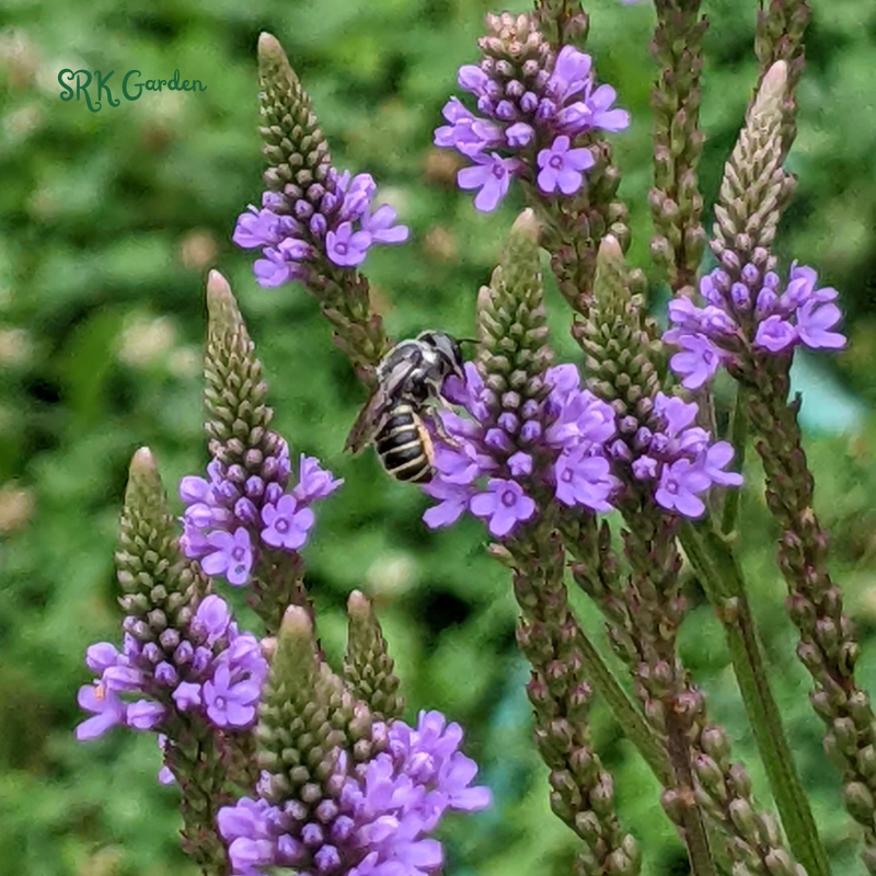 Blue Vervain Seeds | 200 seeds