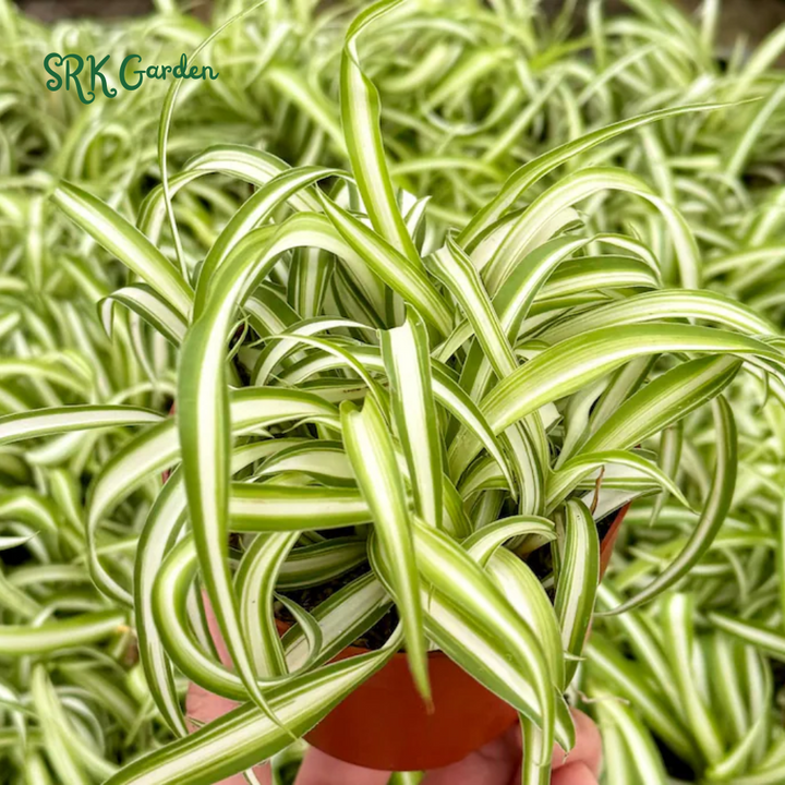 Curly Spider Plant "Bonnie", Chlorophytum Comosum, Indoor Plant, Live Plant in 4" pot