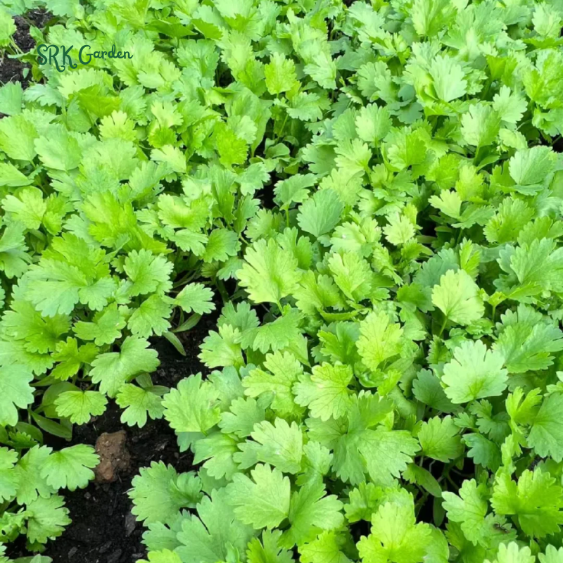 SLOW BOLT CILANTRO SEEDS | 150 Seeds
