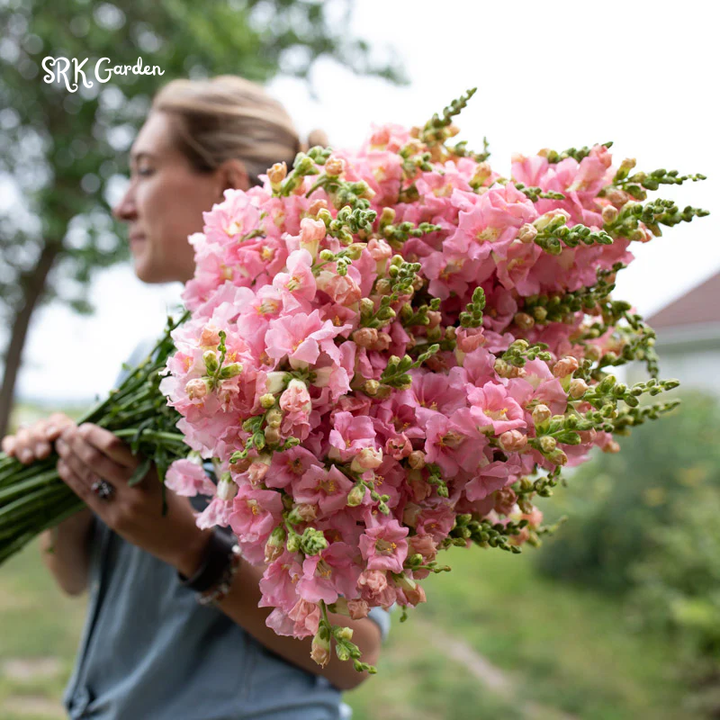 Chantilly Light Pink Snapdragon Seeds | 30 Seeds