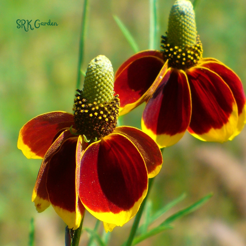 Mexican Hat Coneflower Seeds | 300 Seeds