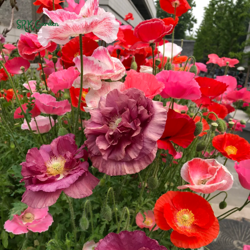 RED CORN POPPY FLOWER SEEDS