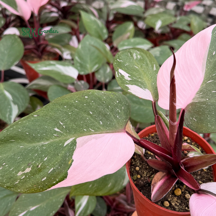 Philodendron Pink Princess, Live Houseplant in 4" pot