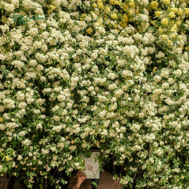 White Lady Banks Climbing Rose - Size 4 Inch Pot