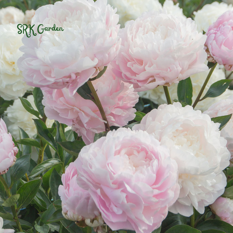 Peony Seeds, 50+ Cotton Candy Peony Mix Seed