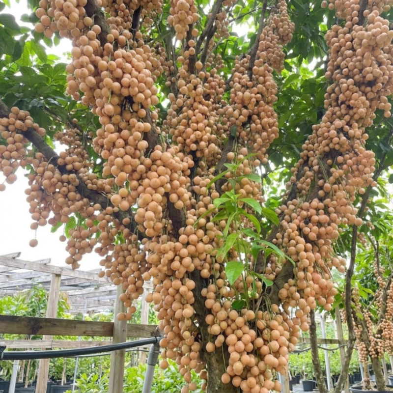 Rare Burmese Grape Seeds – Exotic Tropical Fruit Tree Seeds