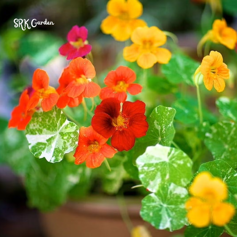 Variegated Alaska Mix Nasturtium Seeds  | 25 seeds