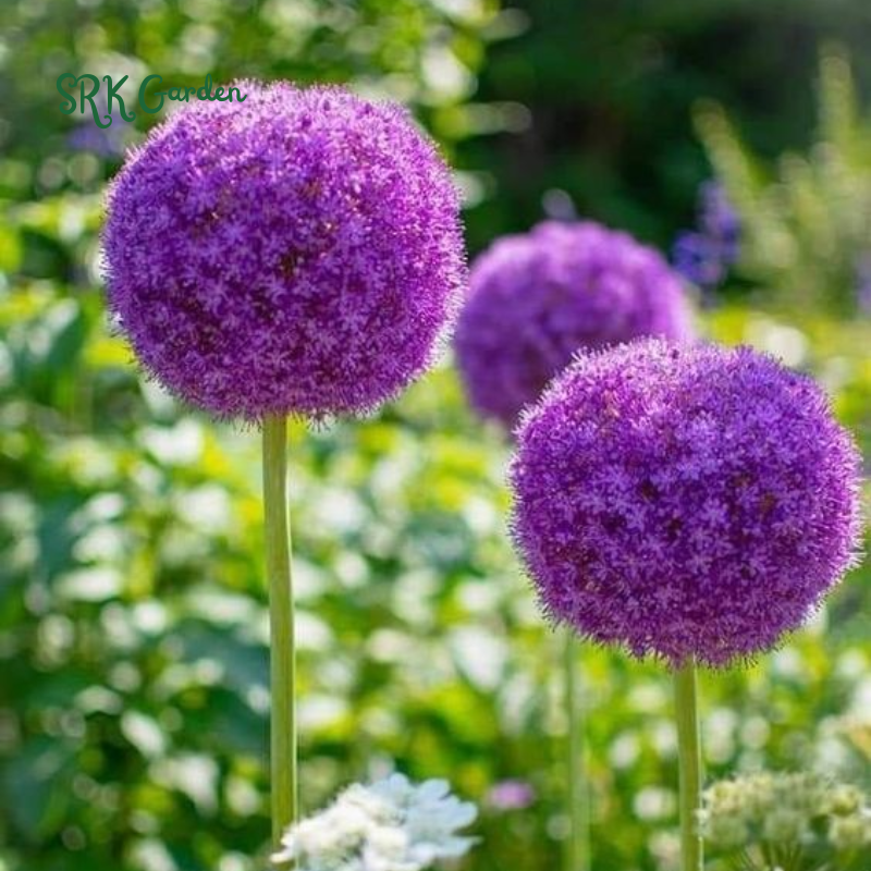 10 Giant Ball Onion Allium Christophii Bulbs