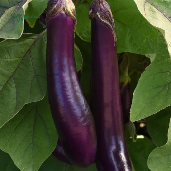 Eggplant Seeds - Purple Shine - Hybrid | 50 Seeds