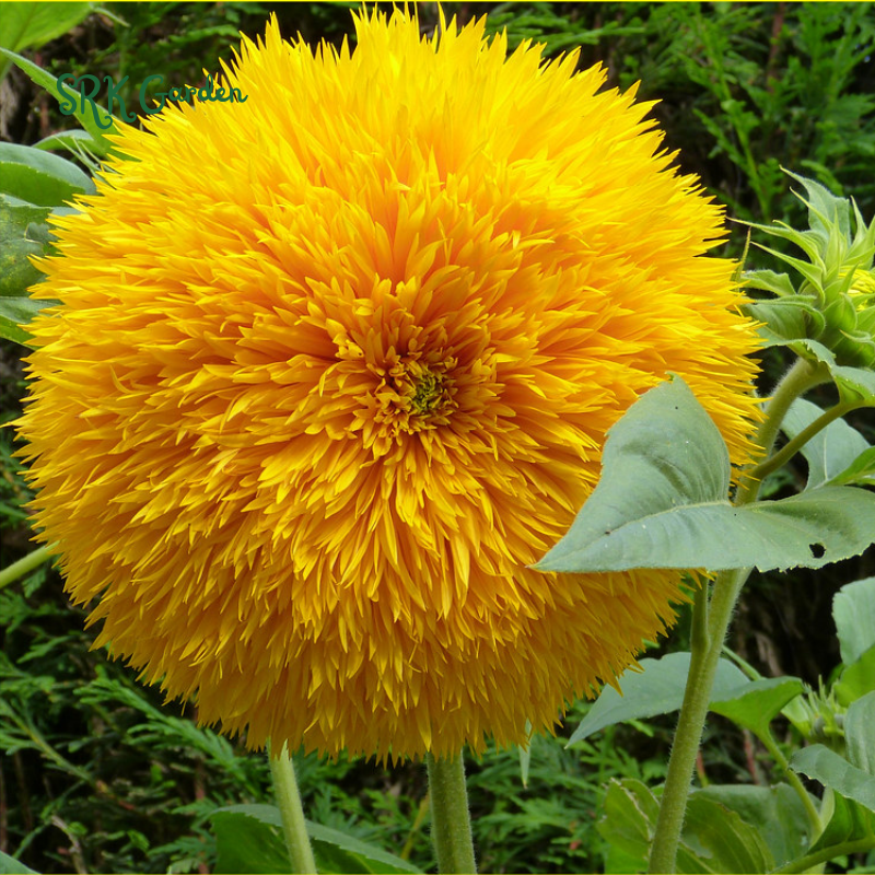 Yellow Teddy Bear Sunflower Plant 100 Seeds