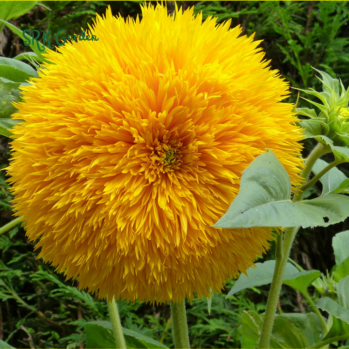 Yellow Teddy Bear Sunflower Plant 100 Seeds