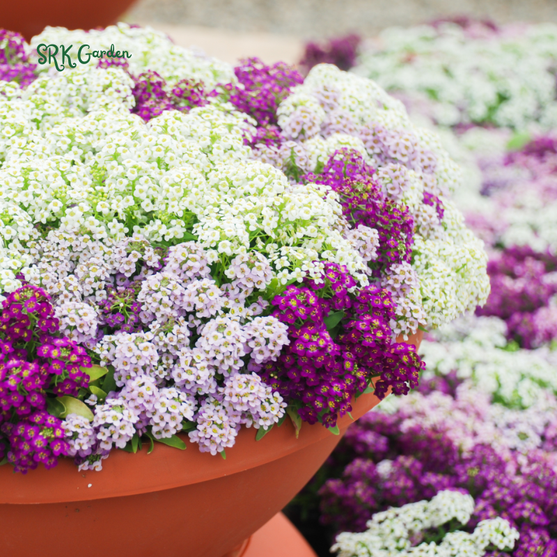 ALYSSUM SEEDS - Rosie Purple 1500 Seeds