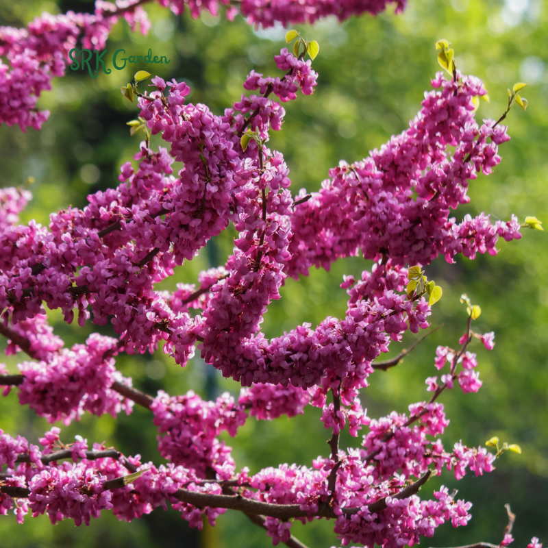 Eastern Redbud Tree Seedlings for Planting - Amazing Pink Spring Flowers