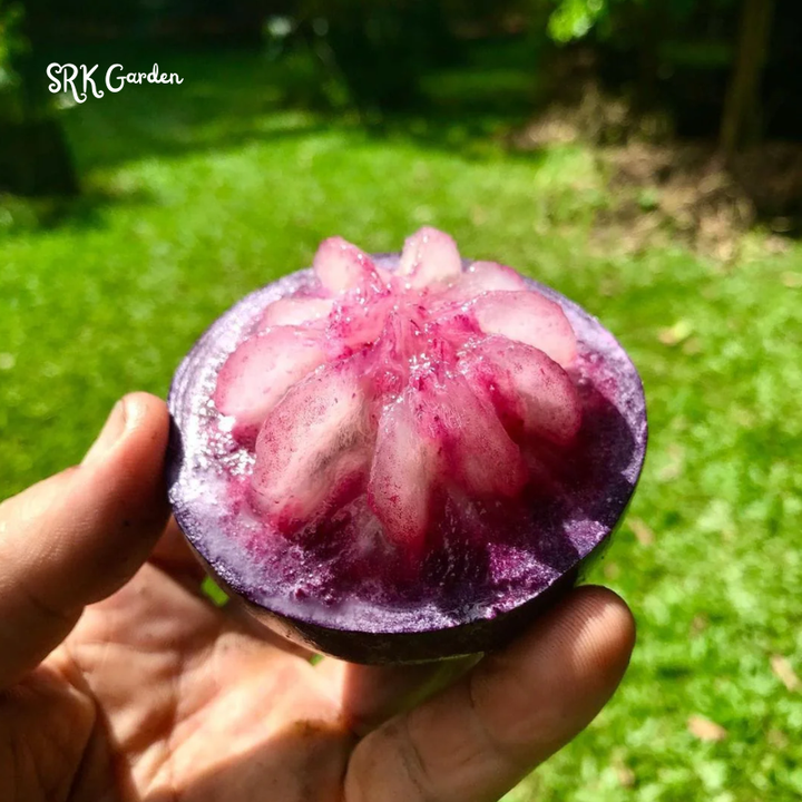 Caimito Purple Star Apple Chrysophyllum cainito Seedling Plant  4" - 6" Tall