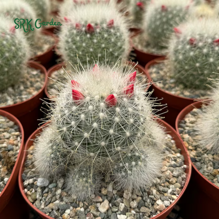 Mammillaria Senilis, Feather Cactus Size 3", 6" pot