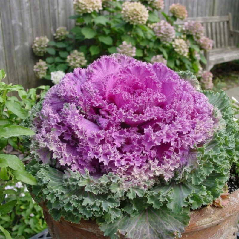 25+ Flowering Kale Ornamental Cabbage Seed Mix - Pink, Red and White