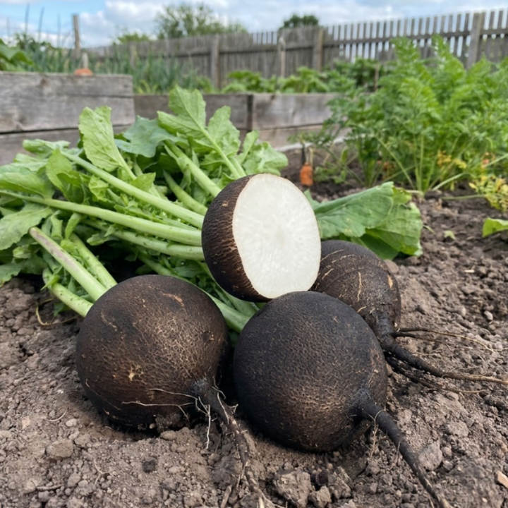 250+ Black Spanish Round Radish