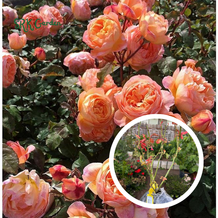 Climbing rose Live Plants