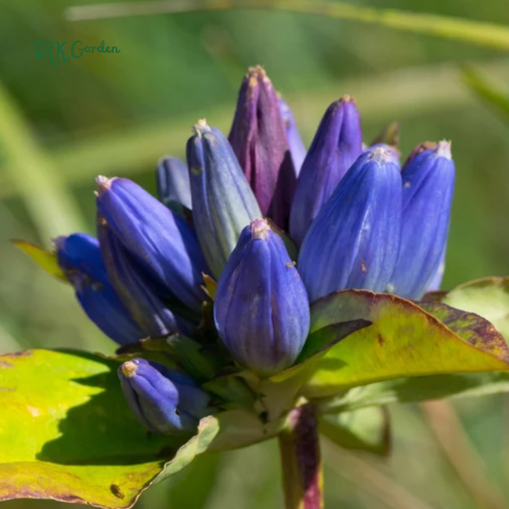 Bottle Gentian Seeds | 100 Seeds