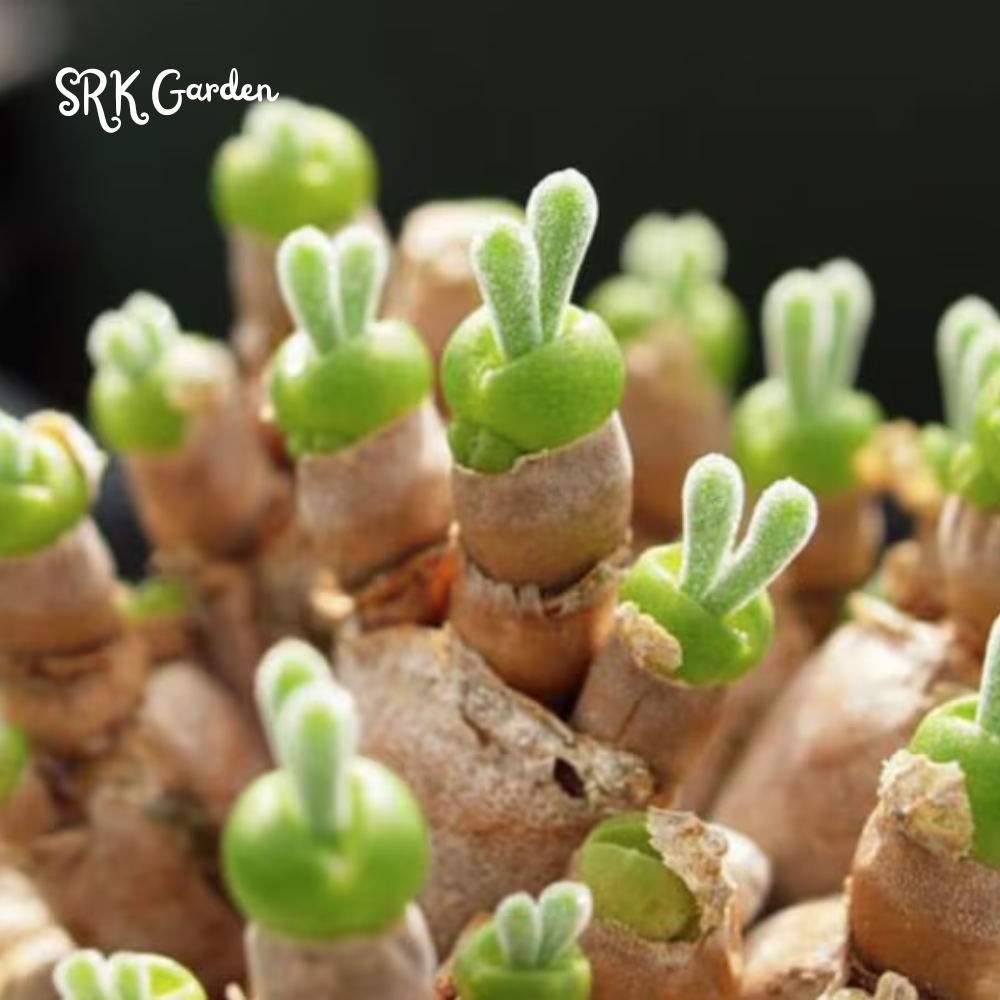 Monilaria moniliforme, Rabbit Succulents 20 seeds