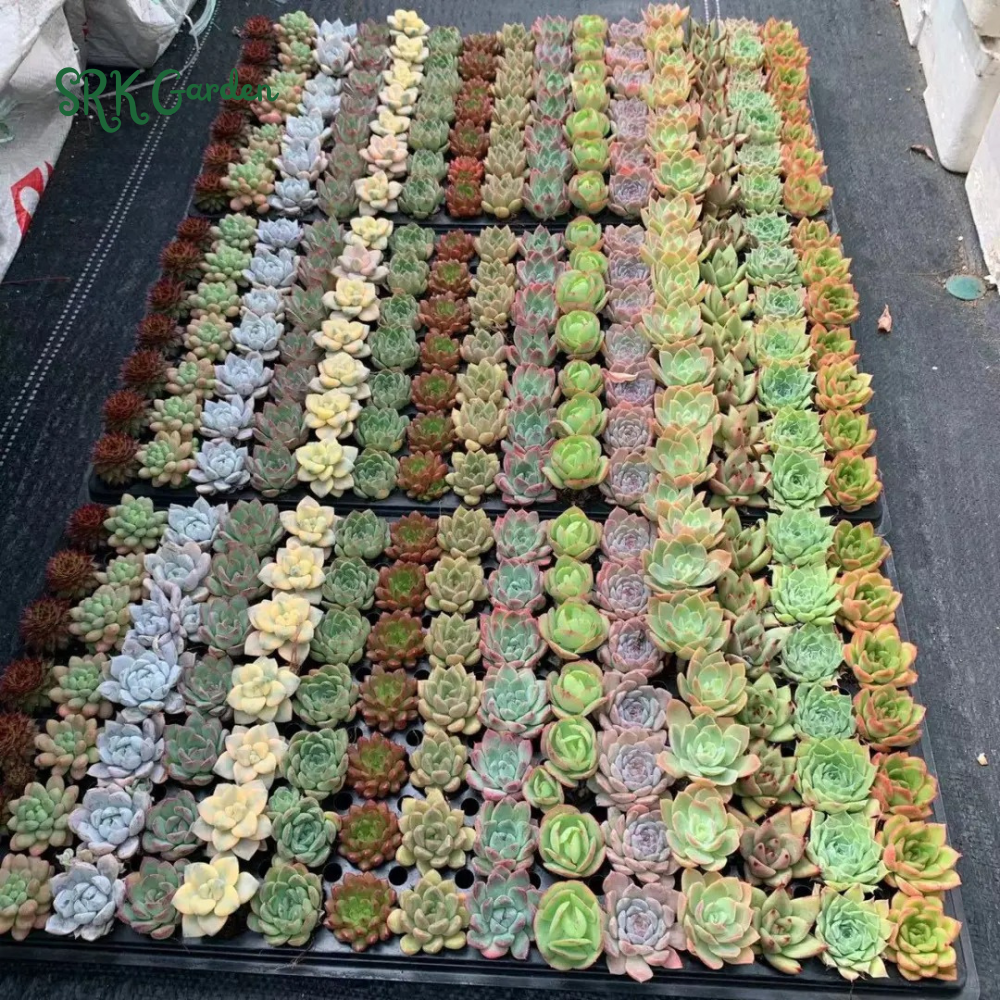 Succulents Mystery Box 12-24pcs, Live Plants in 2'' pot