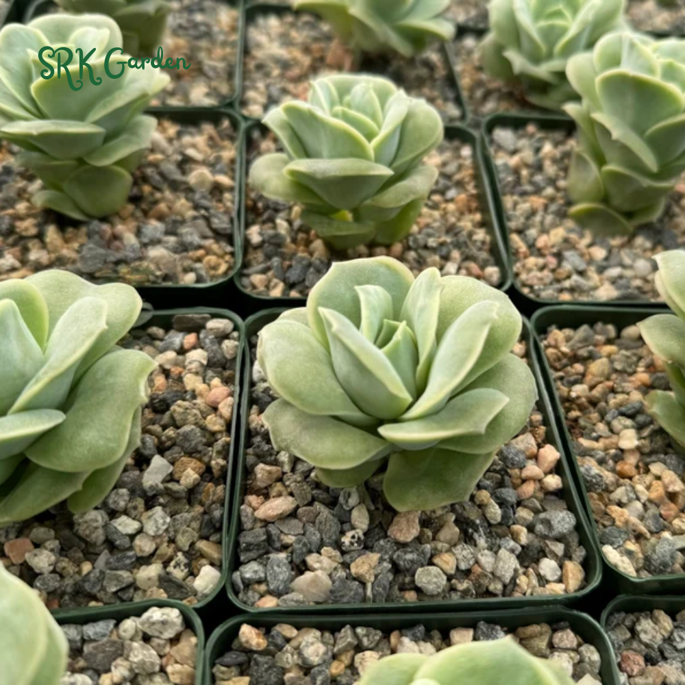 Graptoveria Lovely Rose, Green Rose, Live Plants Plant in 3" pot