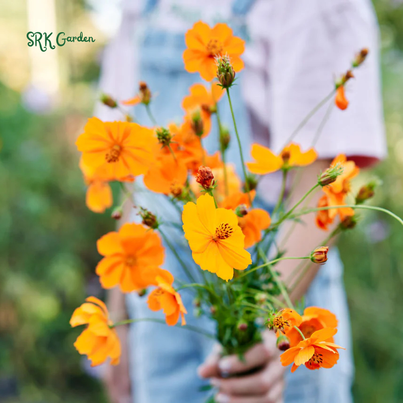Sulphur Bright Lights Mix Cosmos Seeds | 100 Seeds