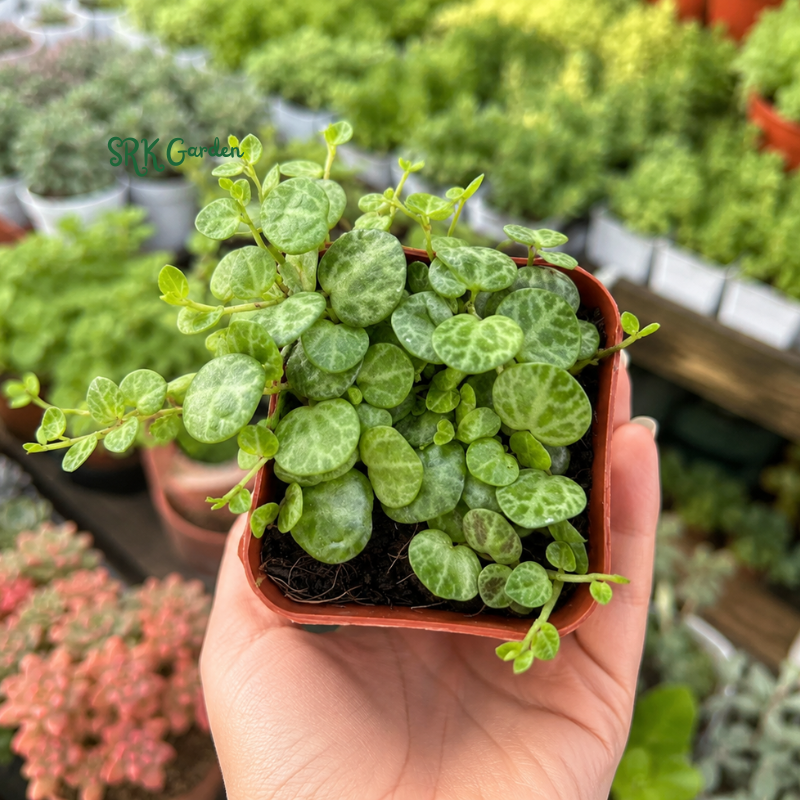 String of Turtles, Trailing Succulent, Hanging Plant, Home Decor Plant in 2.5", 4", 6'' Pot