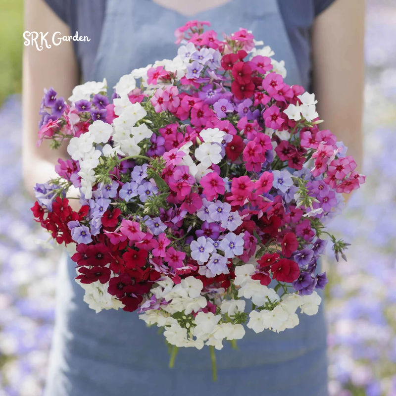 Mountain Phlox Seeds | 500 seeds