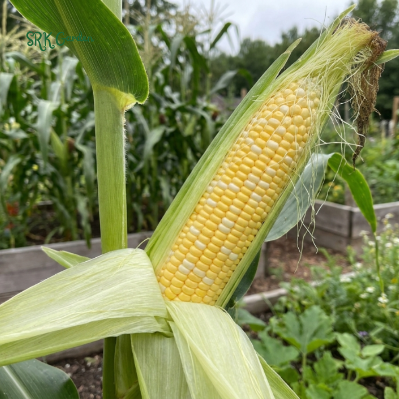 30+ Peaches & Cream Sweet Corn Seeds