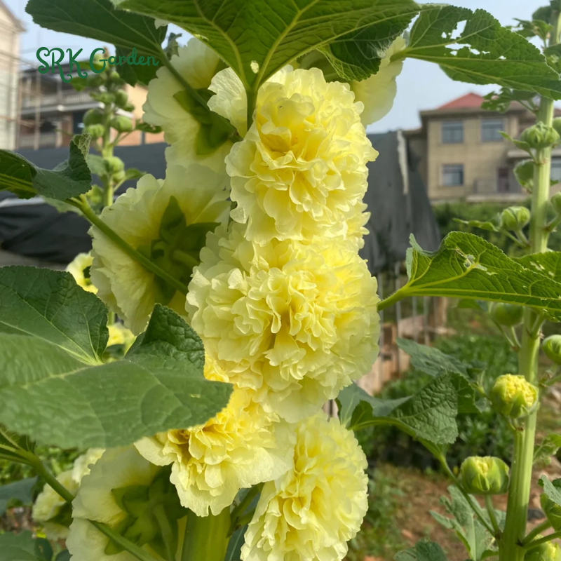 200+ Hollyhock Seeds Carnival Mix Giant Mallow Double Hollyhock Flowers Seed