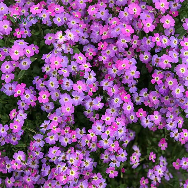 Virginia Stock Seeds | 1000 Seeds