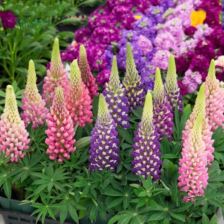 Rainbow Mixed Color Lupine Seeds 50 Seeds