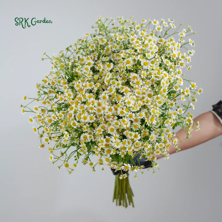 German Chamomile 3500 Seeds