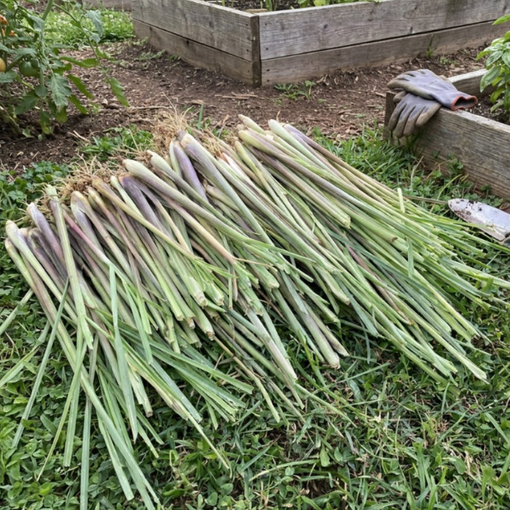 Lemongrass Herb Seeds, Heirloom , Medicinal Herb, Non-GMO