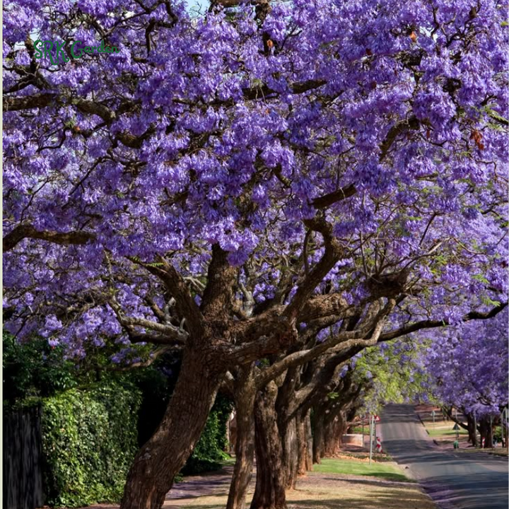 Jacaranda Tree, 3-4 Inch Tall Bonsai Tree in 2-Inch Pot, Trees Live Plants Outdoor Hardiness Zones 9-11