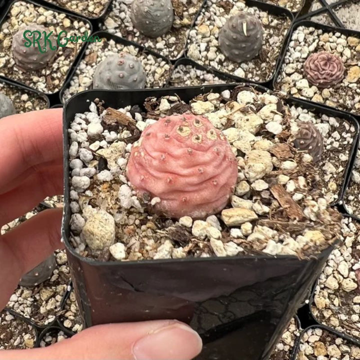 Pine Cone Cactus, Pink Plant, Colorful Live Cactus, Rare Succulent, Live Plant in 2.5'' pot
