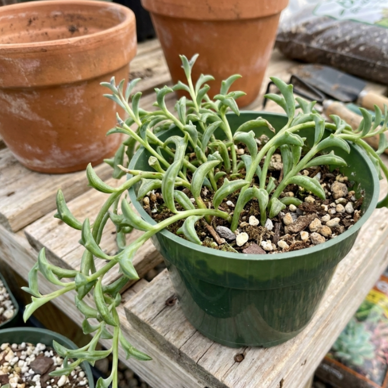 String of Dolphins, Trailing Succulent, Hanging Succulent, Live Plant in 4'' pot