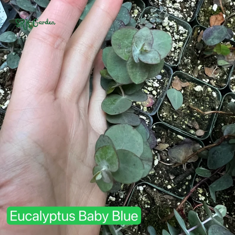Parvifolia Eucalyptus, Live Evergreen Tree, Unique Plant, Baby Tree, Live Plant in 2.5'' pot