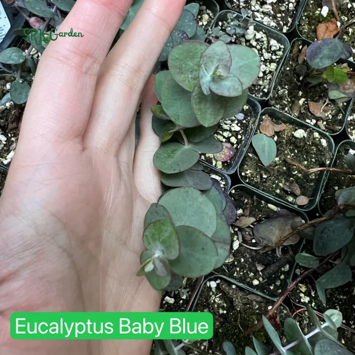 Parvifolia Eucalyptus, Live Evergreen Tree, Unique Plant, Baby Tree, Live Plant in 2.5'' pot