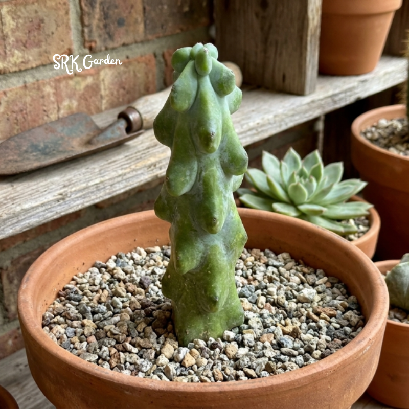 Boobie Cactus | Myrtillocactus geometrizans ‘Fukurokuryuzinboku’ | Rare Exotic Cactus in 4", 6", 8" Pot