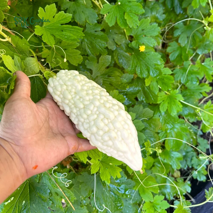 White Skin Bitter Gourd 10 Seeds