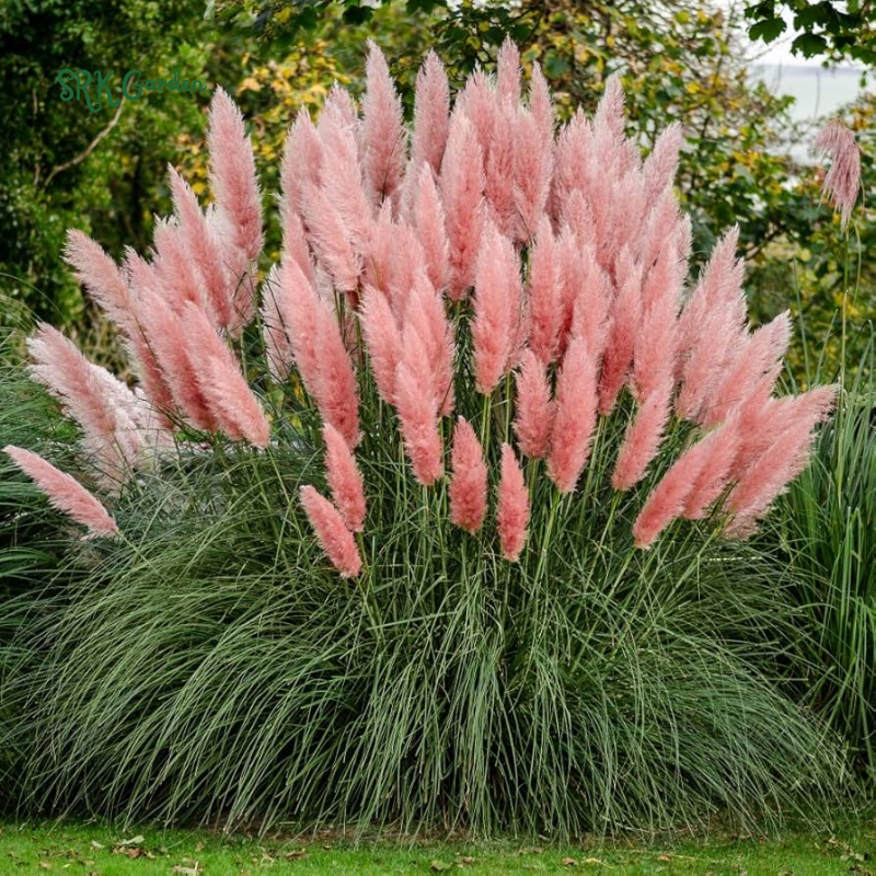 Pink Pampas / White Pampas Grass Seeds | 100 Seeds
