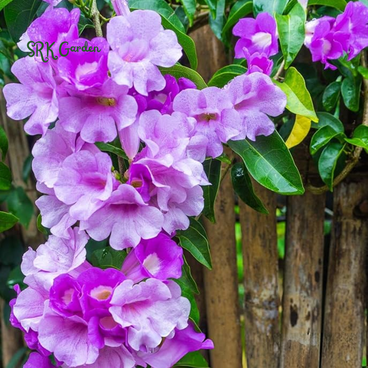 Purple Garlic Vine Semi -Tropical Live Plant Cydista Aequinoctialis in 4" pot
