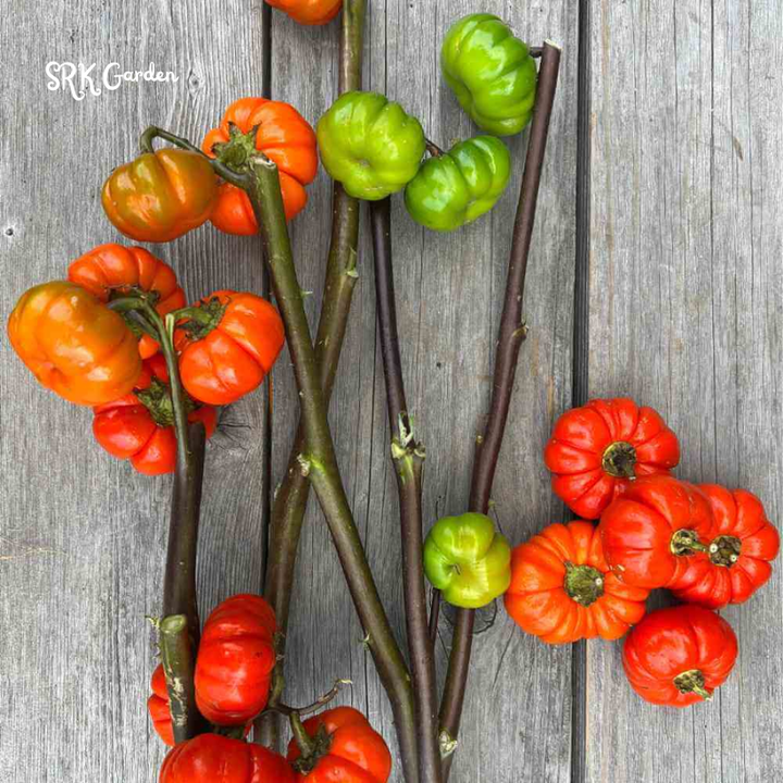 Pumpkin On A Stick Seeds – Heirloom Ornamental Eggplant | 15 Seeds