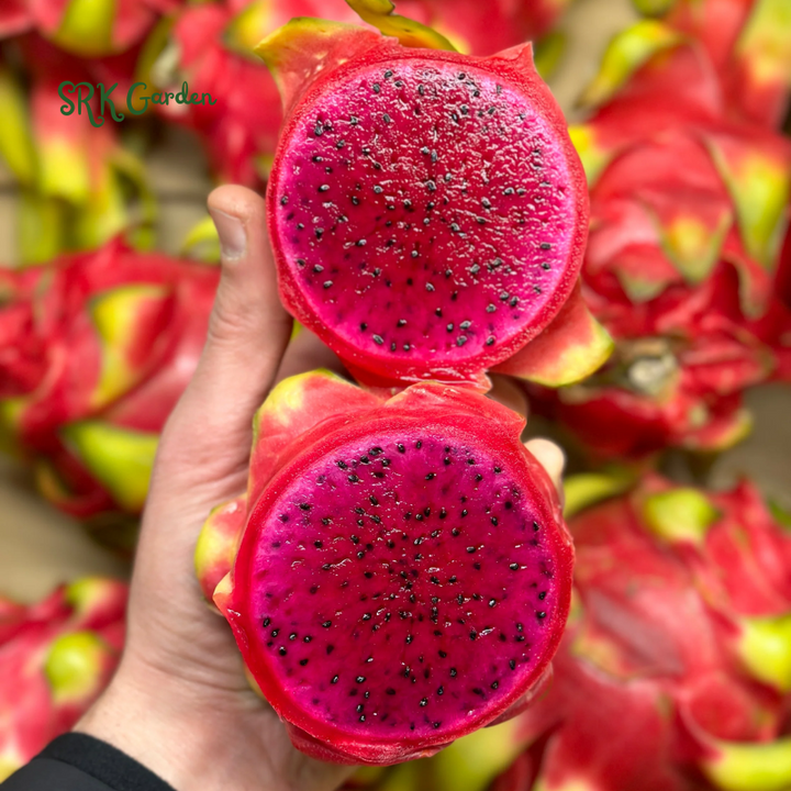 4 Fresh Red Dragon Fruit Live Vine Cuttings