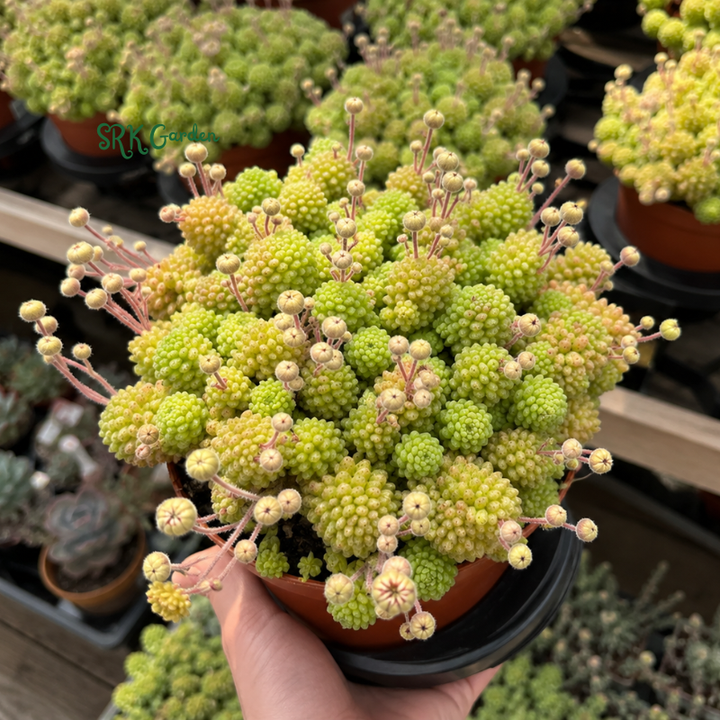 Monanthes Polyphylla, Miniature Succulent, Rare Plant in 3" pot