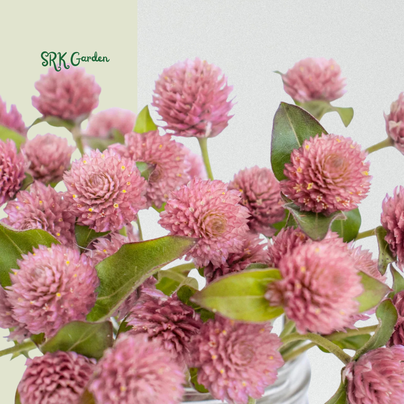 25+ Raspberry Cream Gomphrena Seed