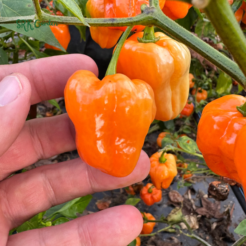 Habanero Orange Hot Pepper Seeds | 25 Seeds