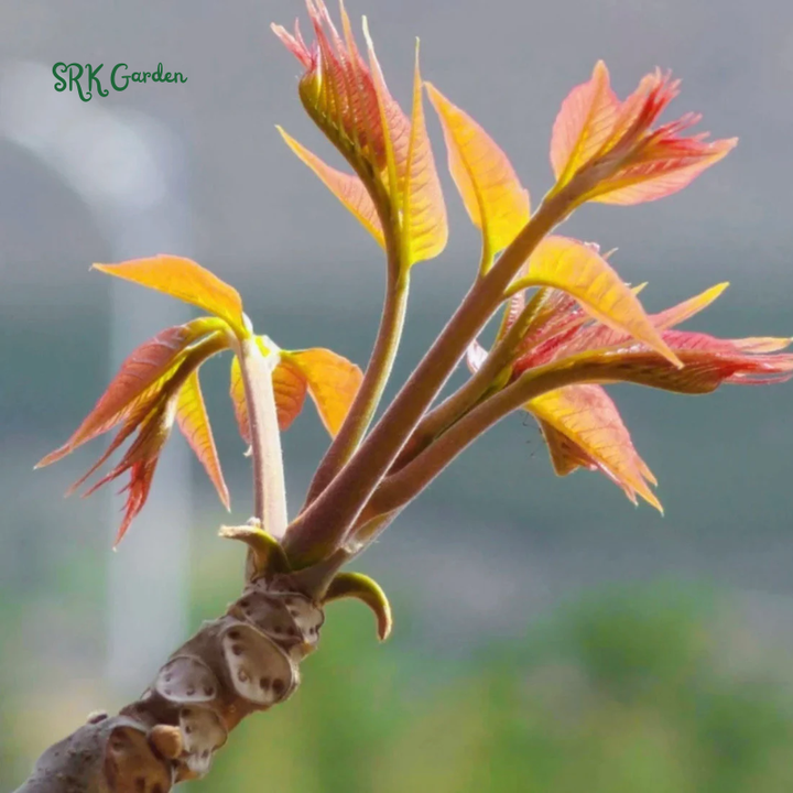 Chinese Toon Seeds | 20 Seeds